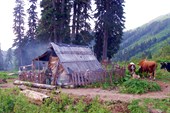 Быки у балагана